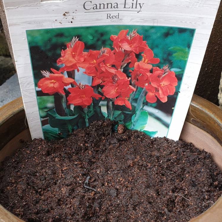plant image 968159