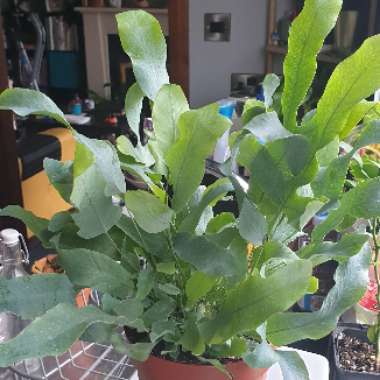 Phlebodium aureum
