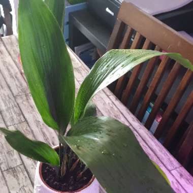 Aspidistra elatior