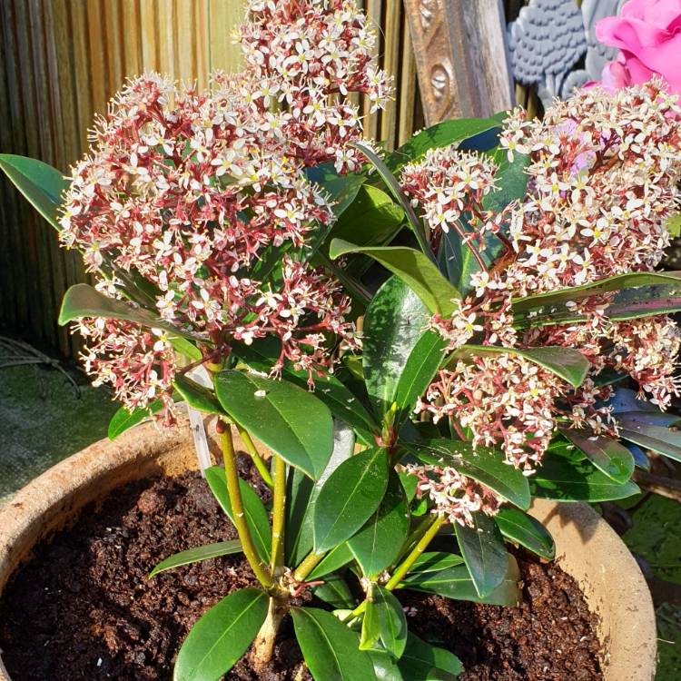 Plant image Skimmia japonica 'Rubella'