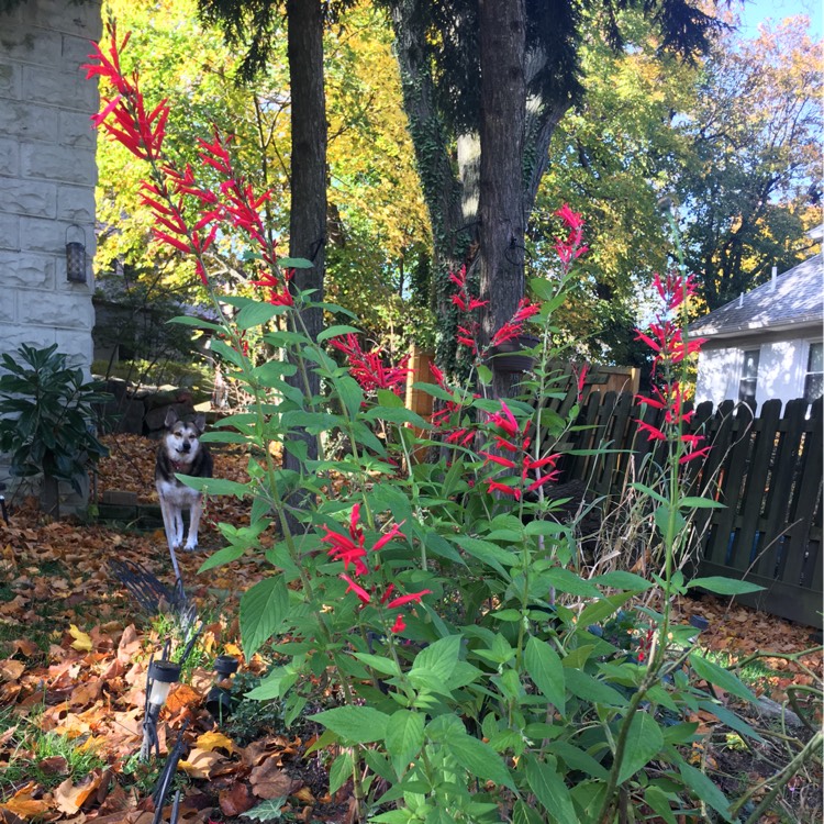 plant image 273961