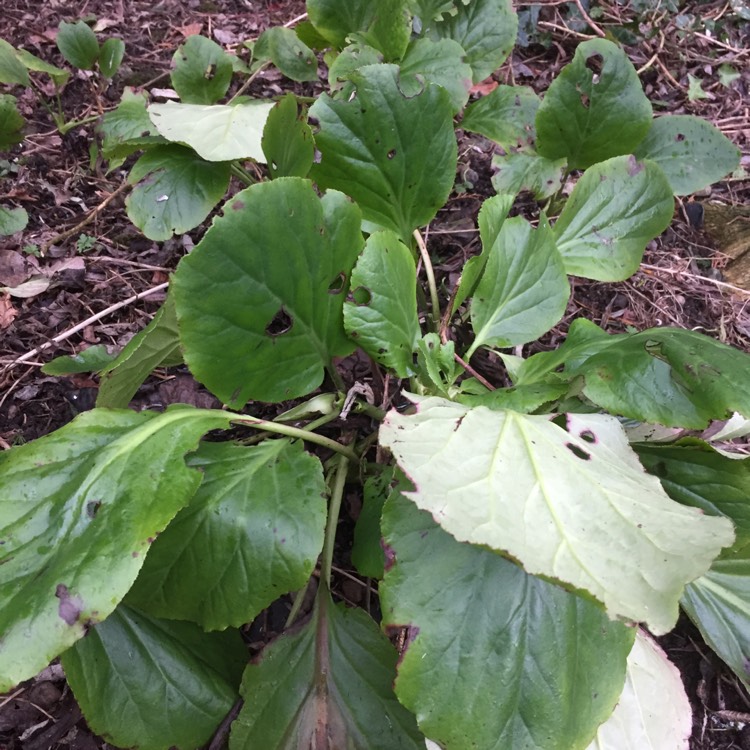 plant image 616999