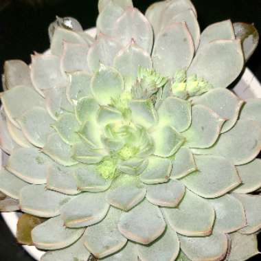 Echeveria