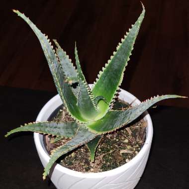Aloe Hybrid 'Swordfish'