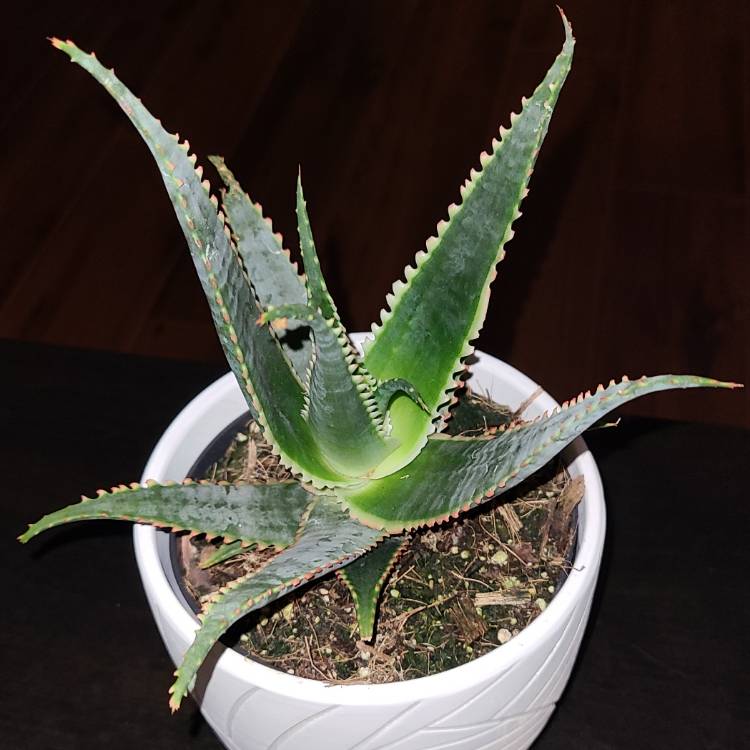 plant image 1556470
