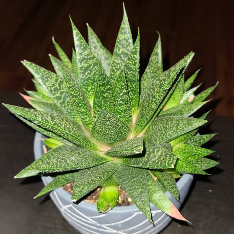plant image 1556473