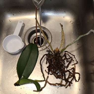 Moth Orchid