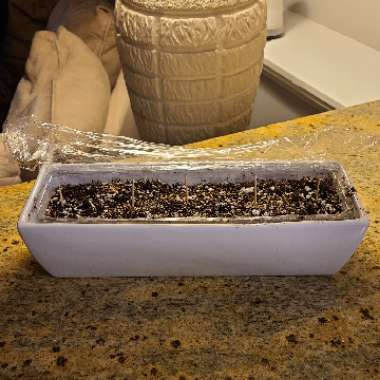 Venus Fly Trap