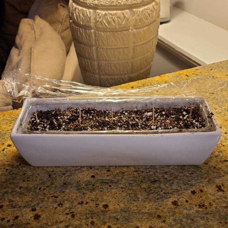 plant image 1560634
