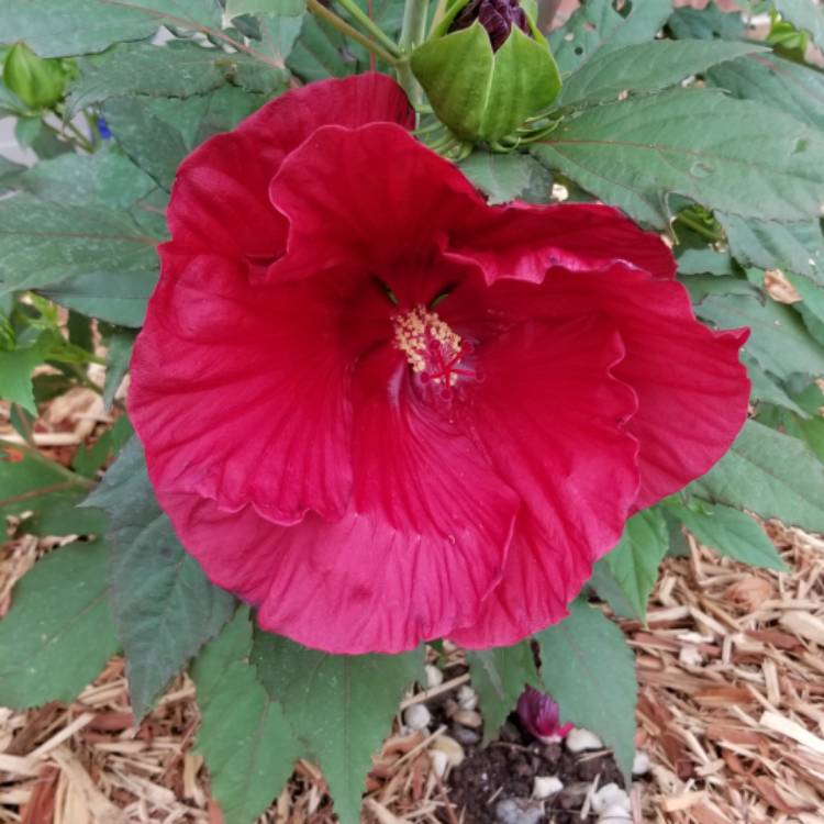 Plant image Hibiscus rosa-sinensis 'Lipstick'