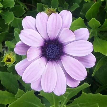 Plant image Dimorphotheca pluvialis