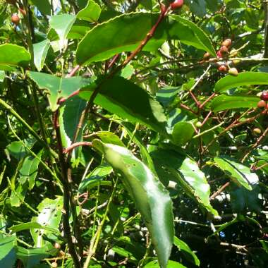 Cherry Laurel