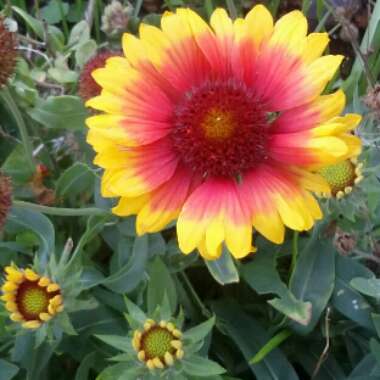 Blanket Flower