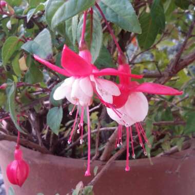 Fuchsia