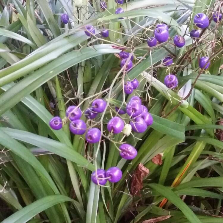 plant image 236262