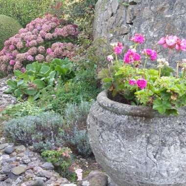 Michel's garden