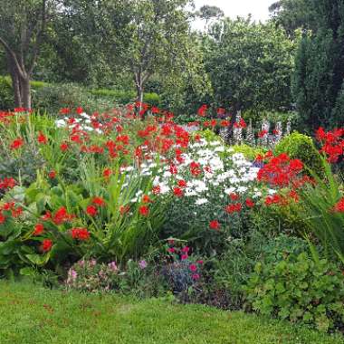 Michel's garden