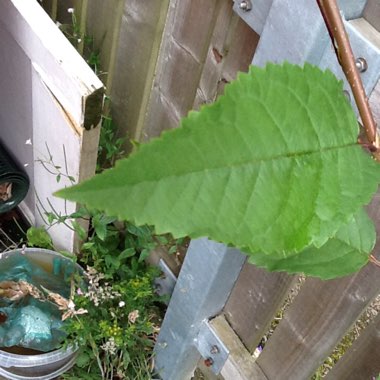 Ellena's garden