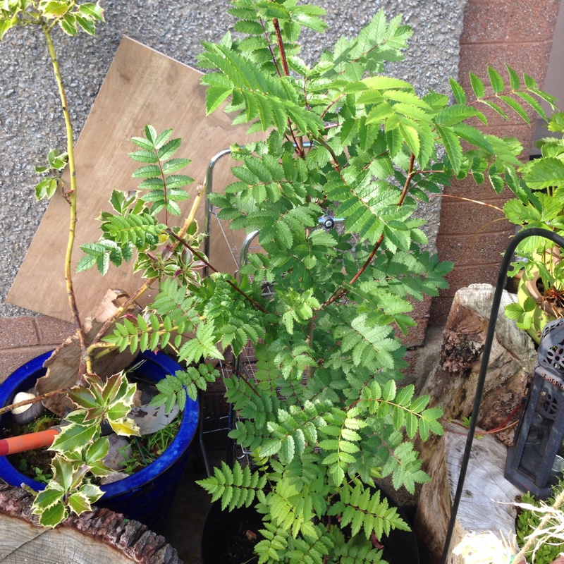 Ellena's garden