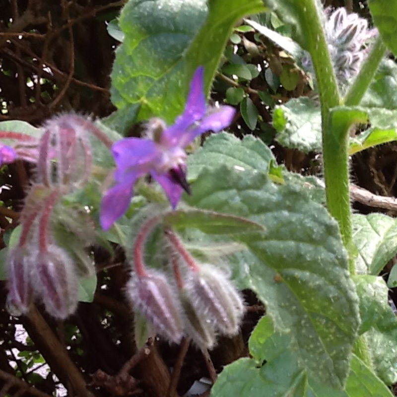 Common borage