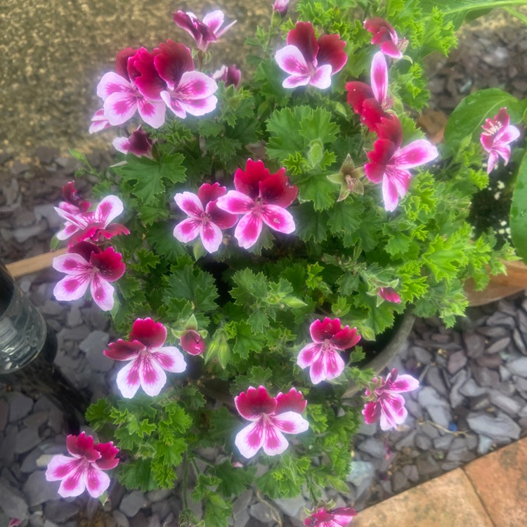 Plant image Pelargonium 'Limoneum' syn. Pelargonium x limoneum
