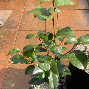 Camellia 'April Remembered'