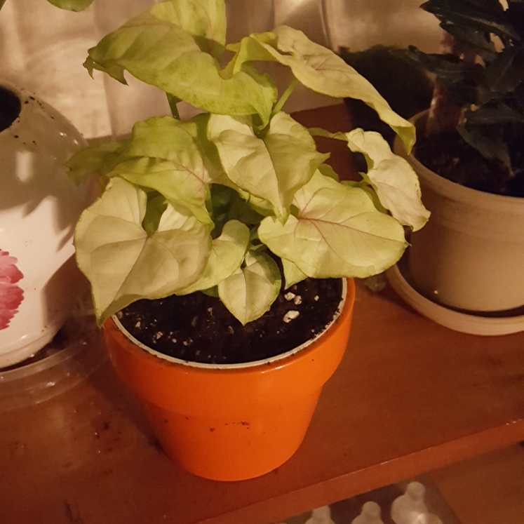 Plant image Syngonium podophyllum 'Holly'