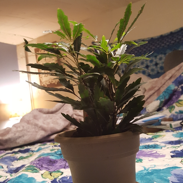 Plant image Schefflera elegantissima 'Galaxy' syn. Dizygotheca elegantissima 'Galaxy'