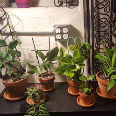 Meah's garden