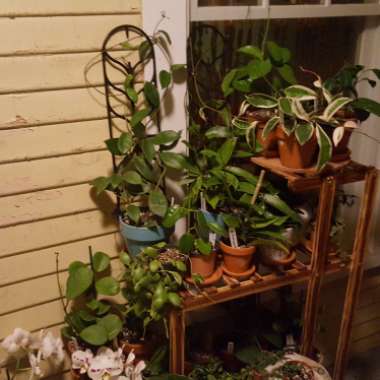Meah's garden