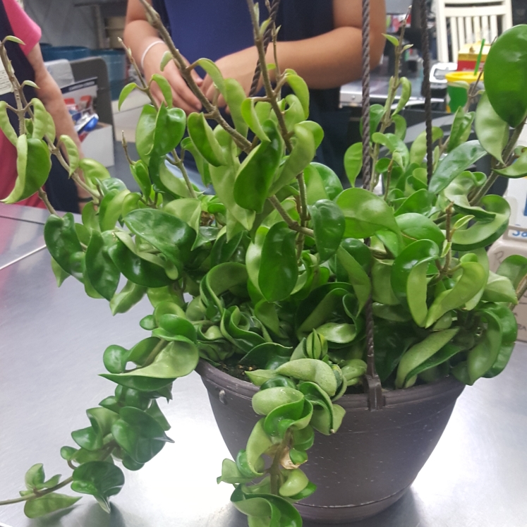 plant image 1073744