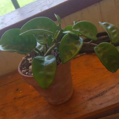 Wax Plant 'Krinkle 8'