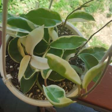 Hoya 'Krimson Queen'