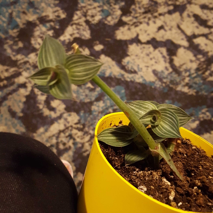 Plant image Callisia elegans