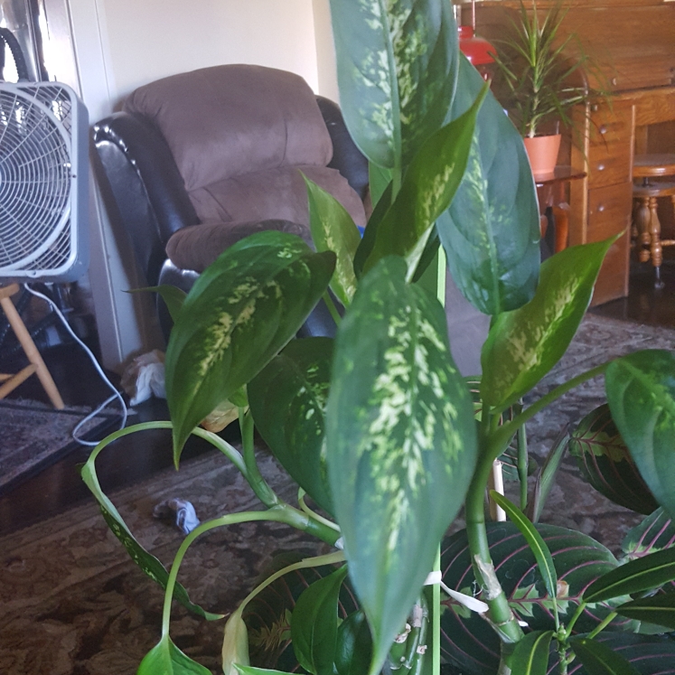Plant image Dieffenbachia amoena 'Tropic Snow'