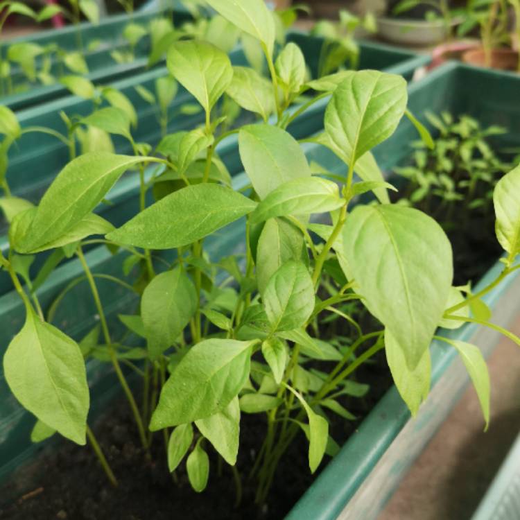 Plant image Capsicum annuum 'Leutschauer Paprika'