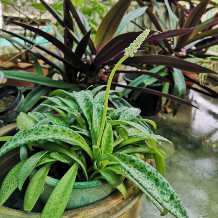 plant image 1220885