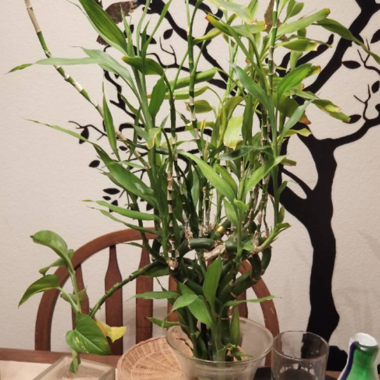 plant image 663326