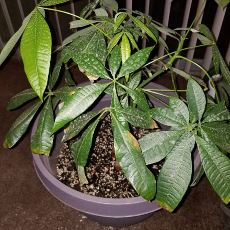 plant image 663334