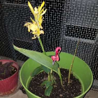 Canna (Species) Altenstein Canna
