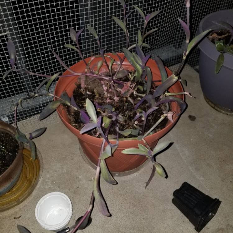 plant image 663360