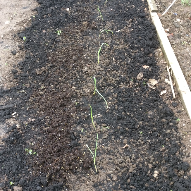 Plant image Allium sativum var. ophioscorodon 'Carcassone Wight'