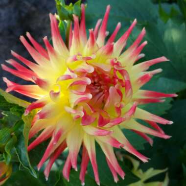 Dahlia