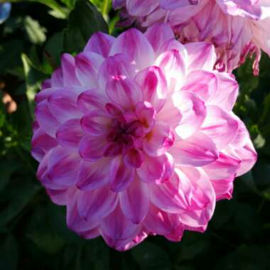 Dahlia