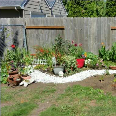 Julie's garden