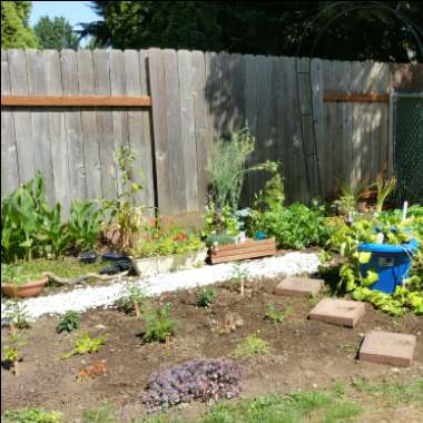 Julie's garden