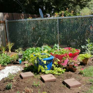 Julie's garden