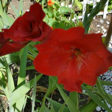 Gladioli