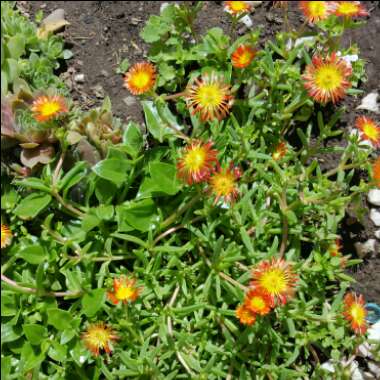 Wheels of Wonder Ice Plant