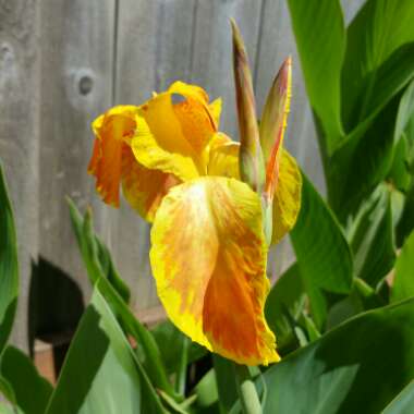 Canna 'Caribbean Sunset'
